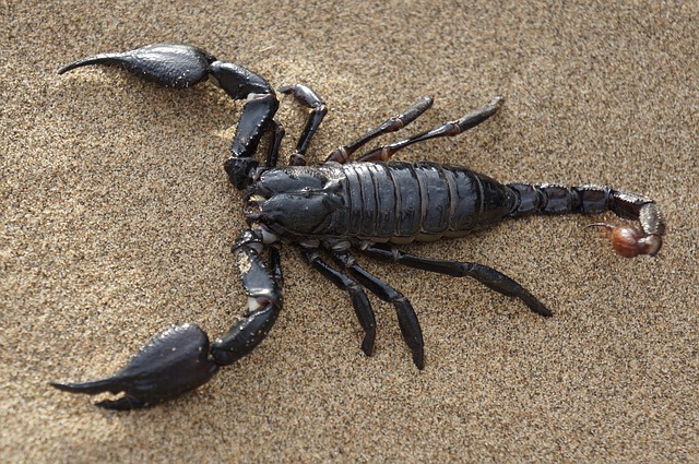 čierny škorpión na piesku