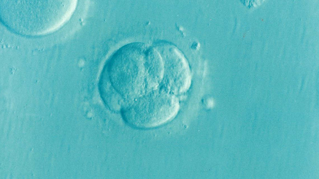 bunky embryo