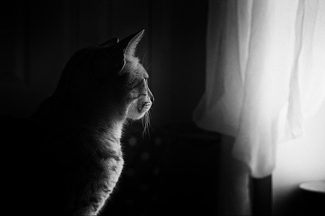 Mačka sedí pred oknom so záclonami 